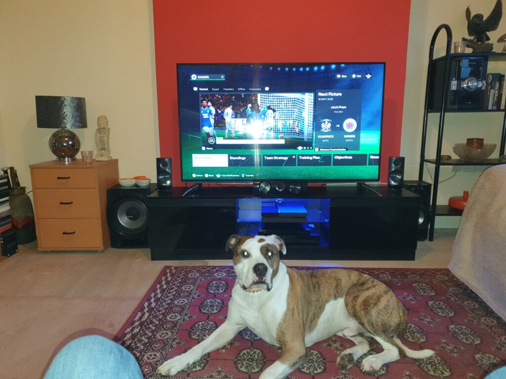 Charlie the dog lying on the living room floor in front of the TV.