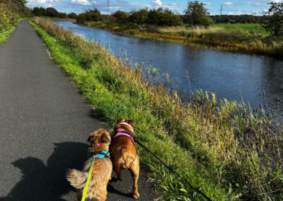 A photo of two dogs walking along the canal in the sunshine