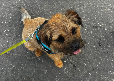 A photo of a small brown dog - he looks happy!