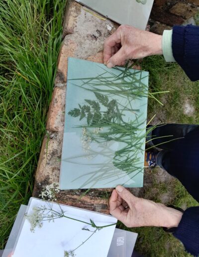 Craigmillar Community Grows: A painting of leaves on a white background.